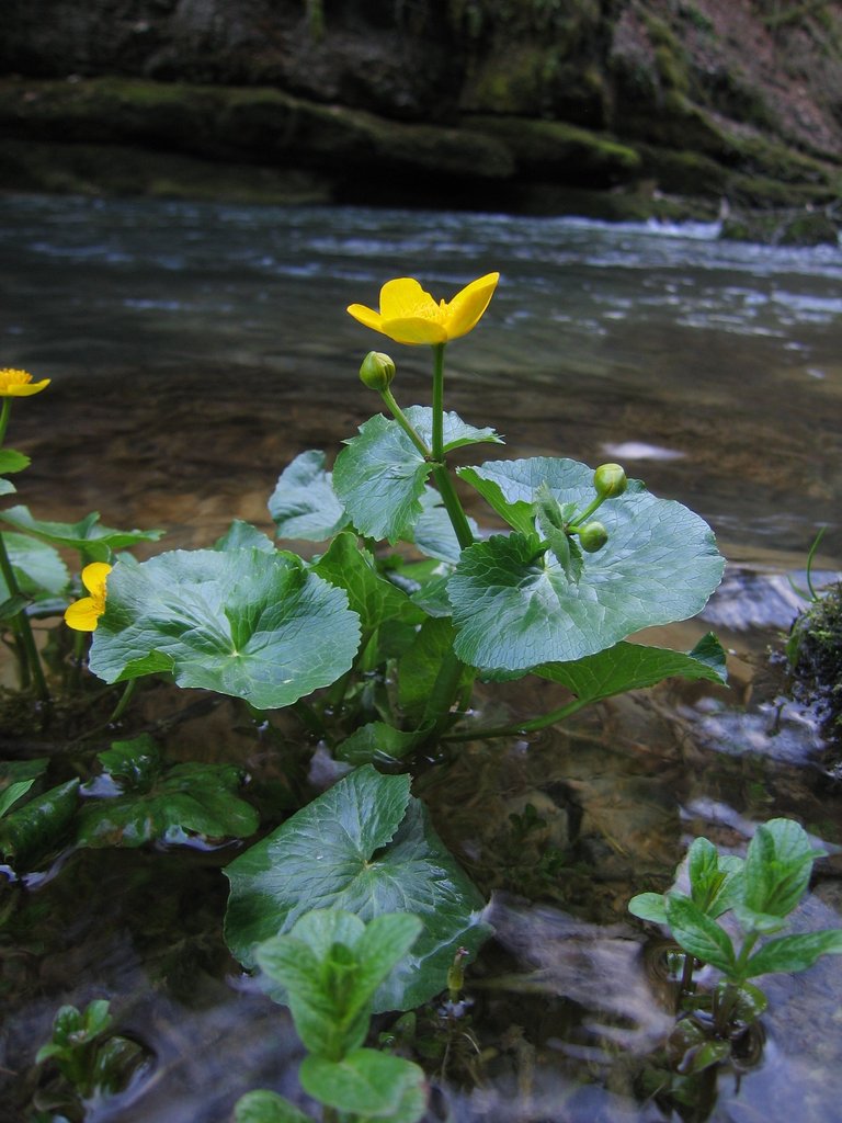 Caltha palustris